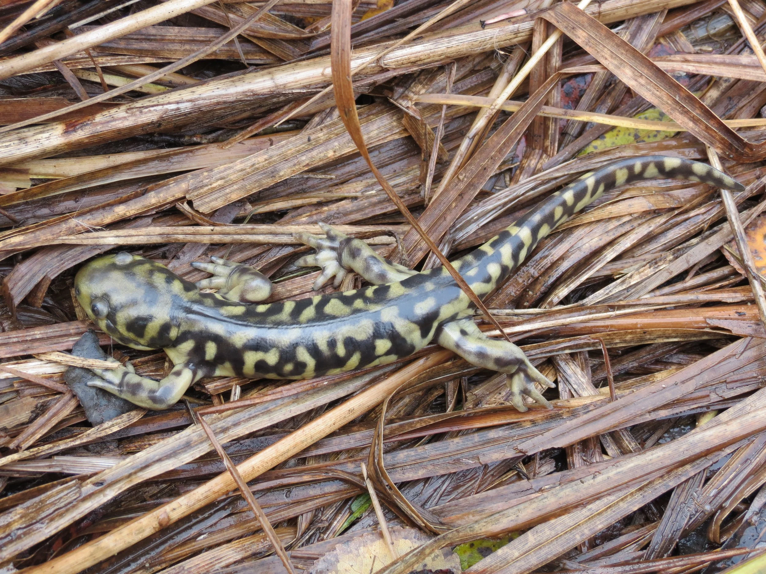 Western Tiger Salamander — Edmonton & Area Land Trust